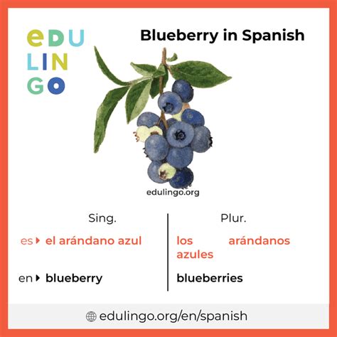 blueberry in spanish|blueberry in spanish slang.